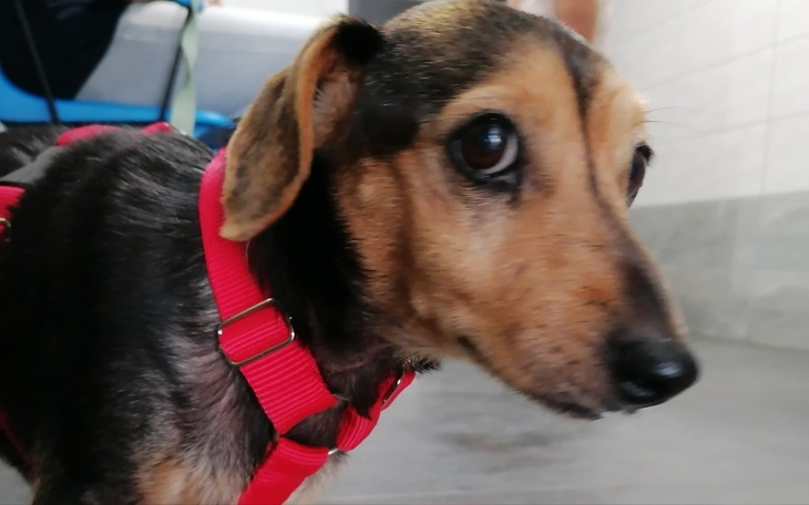 Zbiórka Operacja ratująca Malinkę - zdjęcie główne