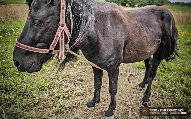 Czarny koń na pastwisku, z uprzężą na szyi.