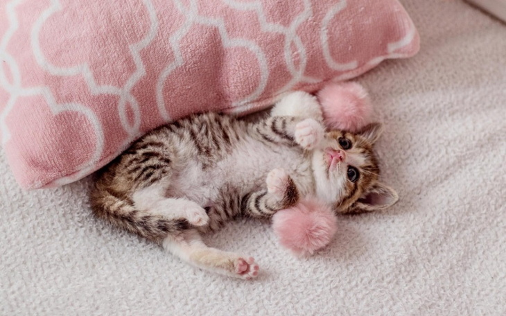 Zbiórka Pipolinka - zdjęcie główne