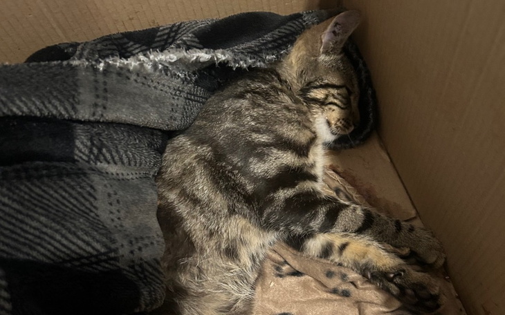 Zbiórka Na leczenie pogryzionego kota . - zdjęcie główne