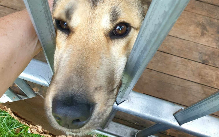 Zbiórka Na nowe życie szczeniaka - zdjęcie główne