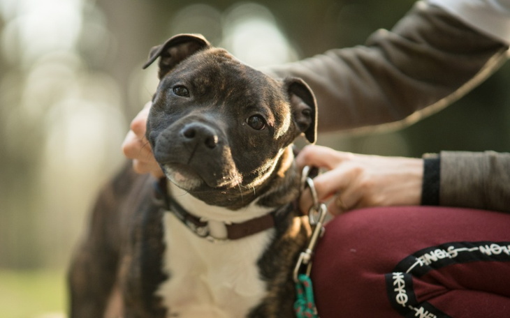 Zbiórka Rezonans i leczenie Nobbiego - zdjęcie główne