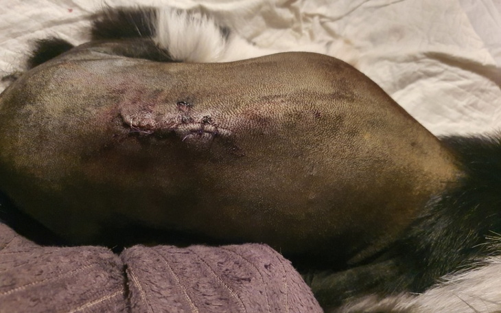 Zbiórka Leczenie Weterynaryjne Mery - zdjęcie główne