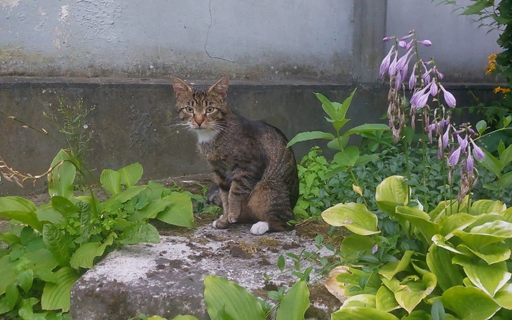 Zbiórka Zbiórka na lek dla bezdomniaka - zdjęcie główne