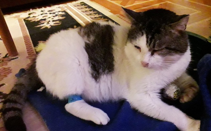 Zbiórka Bohater Groszek Chorowitek - zdjęcie główne