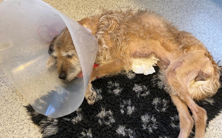 Pies z obrożą ochronną, leżący na podłodze.