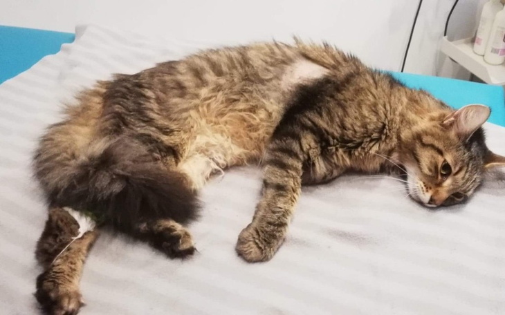 Zbiórka Fip to nie wyrok,ratujemy Filka - zdjęcie główne