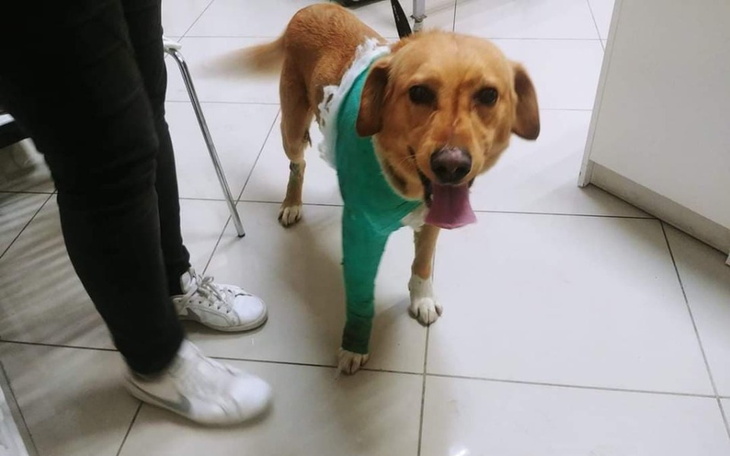 Zbiórka Chory pies bez łapy. - zdjęcie główne