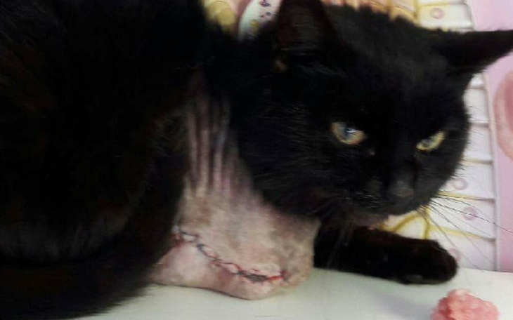 Zbiórka Koty po wypadkach :( - zdjęcie główne