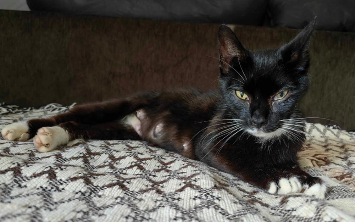 Czarny kot leży na kanapie, wygląda na zrelaksowanego.