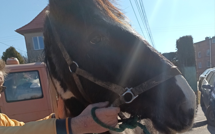 Zbliżenie na głowę konia, trzymanego przez osobę.