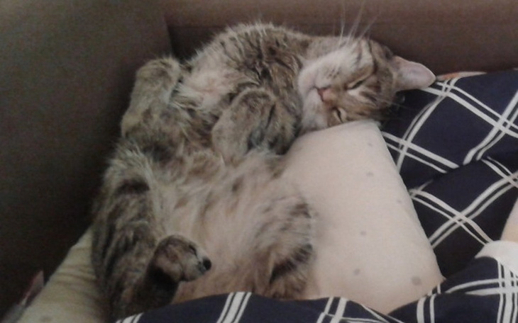 Zbiórka Sterylizacja+mastektomia Kici - zdjęcie główne