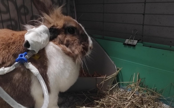 Zbiórka Walka o Kawkę - zdjęcie główne