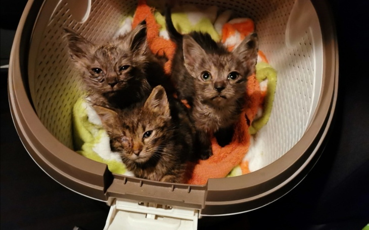 Zbiórka Dług za bezdomniaki - zdjęcie główne