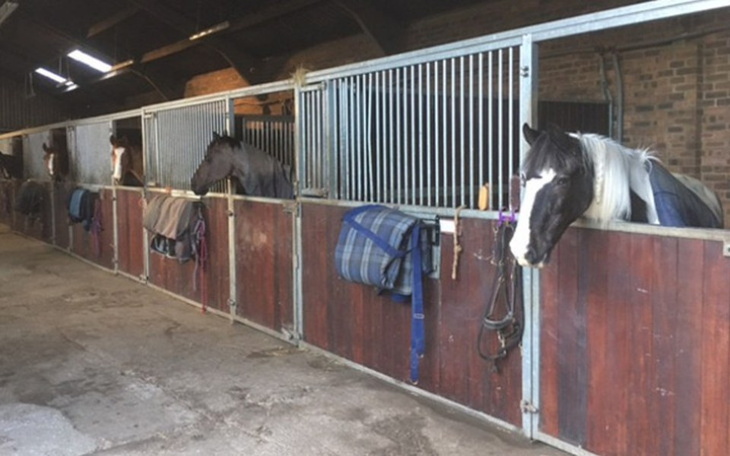 Zbiórka Ratujemy Życie Naszych Koni - zdjęcie główne