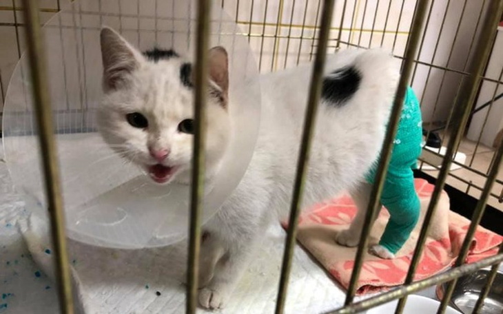 Zbiórka Błagamy o Waszą Pomoc - zdjęcie główne