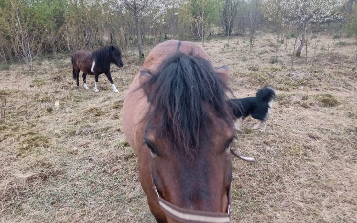 Zbiórka Leczenie zwierząt domowych - zdjęcie główne