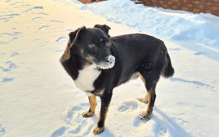 Czarny pies na śniegu, z białym krawatem na szyi, wygląda na szczęśliwego.