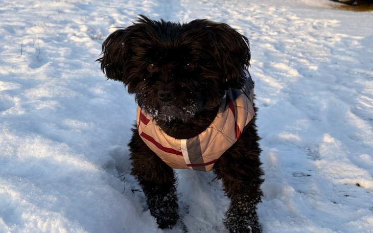 Mały czarny pies w kurtce, na śniegu.