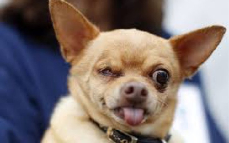 Zbiórka Na schronisko dla piesków - zdjęcie główne