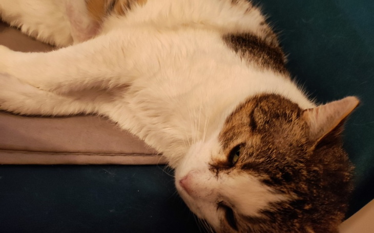 Zbiórka Proszę o pomoc dla Feliksa - zdjęcie główne