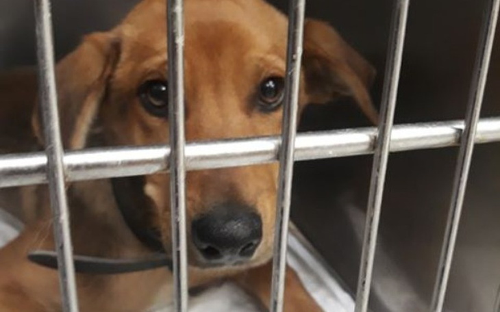 Zbiórka Ostatni pisk rozpaczy... - zdjęcie główne