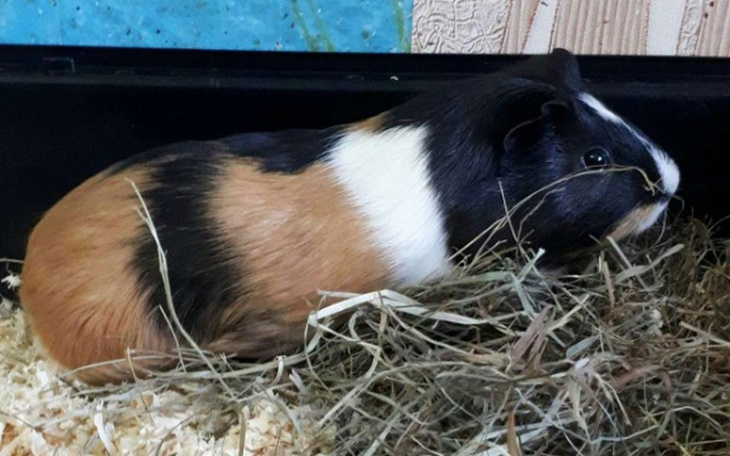 Zbiórka Leczenie Pepcio - zdjęcie główne