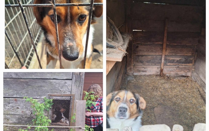 Zbiórka Azyl dla Azorka z komórki - zdjęcie główne