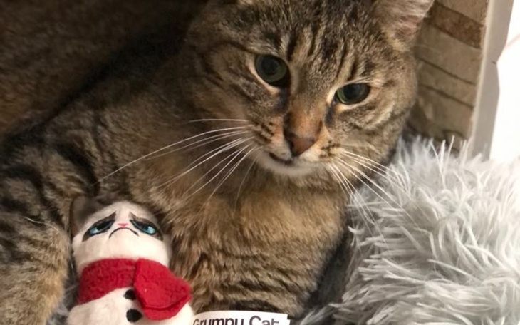 Kot z pluszowym misiem, przytulny moment w domowym zaciszu.