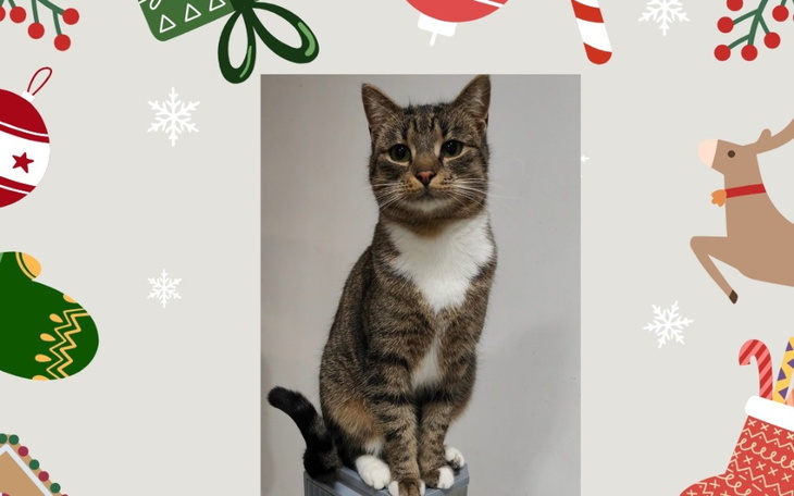 Kot siedzący na stole, otoczony świątecznymi dekoracjami.