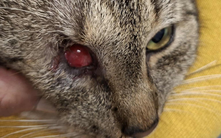 Kot z problemem zdrowotnym, z opuchniętym okiem.