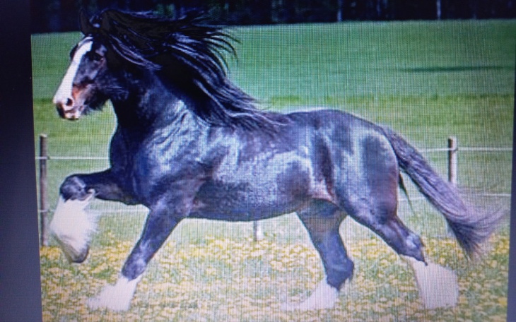 Zbiórka Na jazdę konną - zdjęcie główne