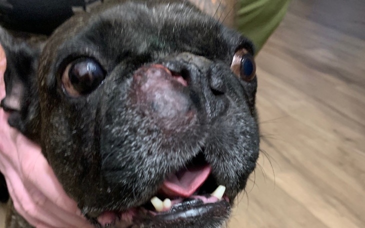 Zbiórka Zbieramy na leczenie Didusi - zdjęcie główne