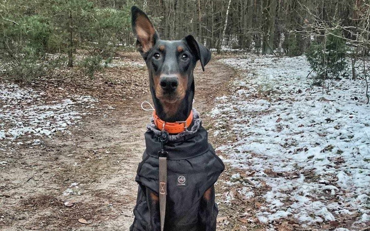 Zbiórka Uratowany z lasu - zdjęcie główne
