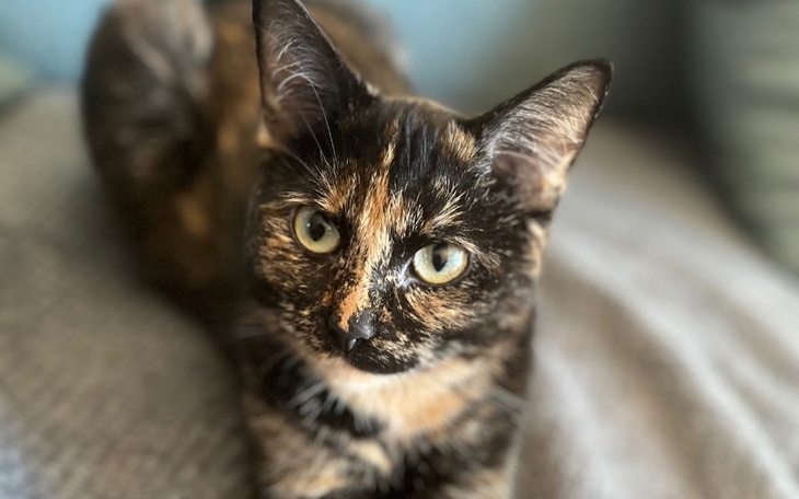 Zbiórka Na sterylizację i leczenie - zdjęcie główne