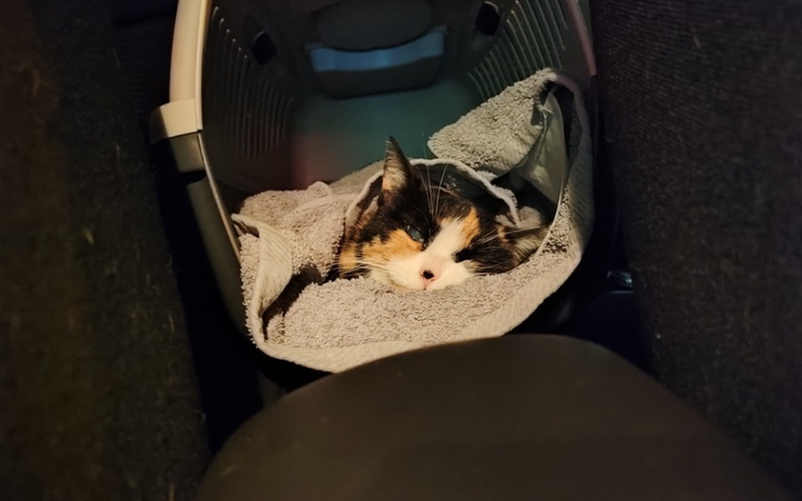 Zbiórka Beza chce odzyskac wzrok - zdjęcie główne