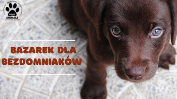 Zbiórka Bazarek dla bezdomniaków - miniaturka zdjęcia