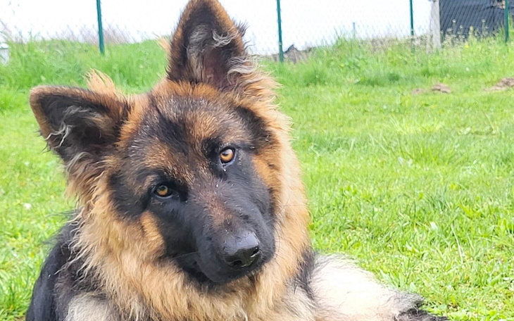 Zbiórka Pomóż uwolnić Letty od bólu - zdjęcie główne