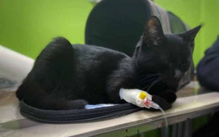 Czarny kot leżący na stole, z kroplówką przy łapie.