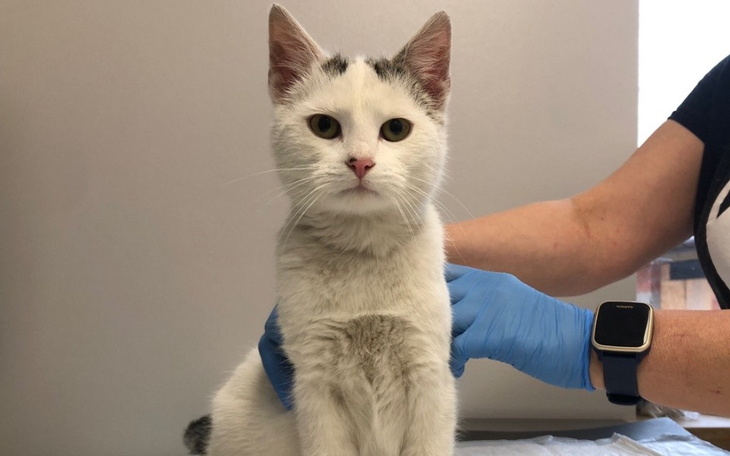 Kot w gabinecie weterynaryjnym, czeka na badanie.