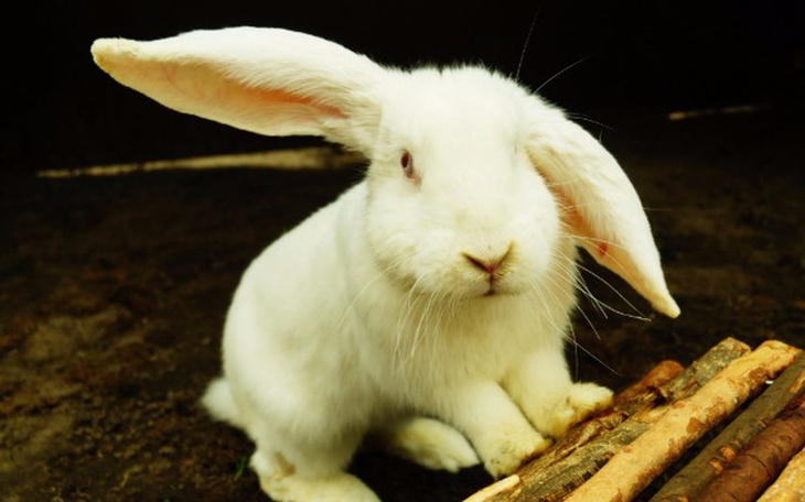 Biały królik z długimi uszami, siedzący na ziemi.