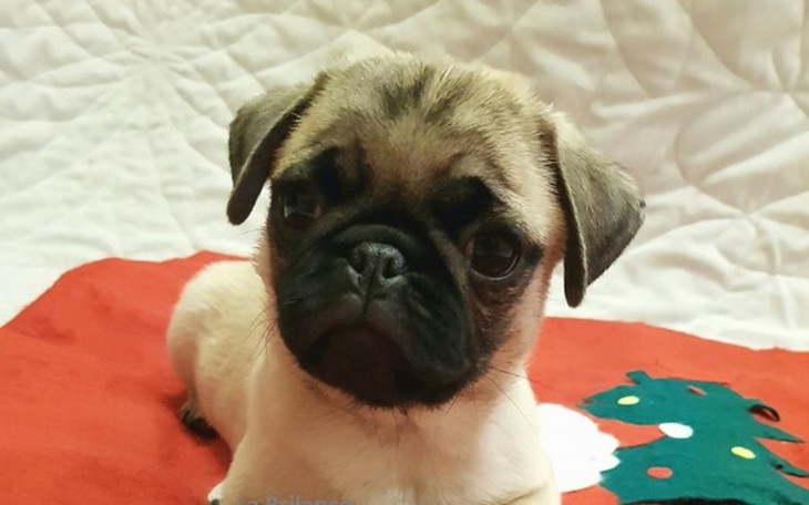 Zbiórka Na pieskaa - zdjęcie główne