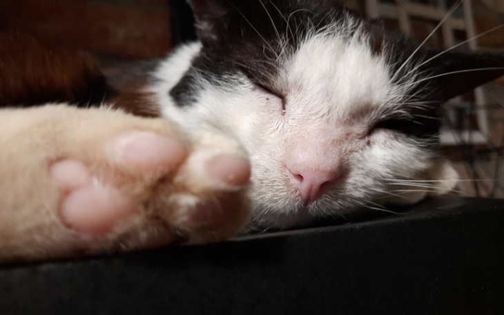 Zbiórka Leczenie Neko - zdjęcie główne