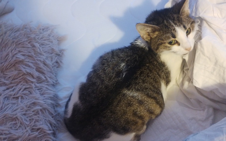 Zbiórka Ratujmy Tigera - zdjęcie główne