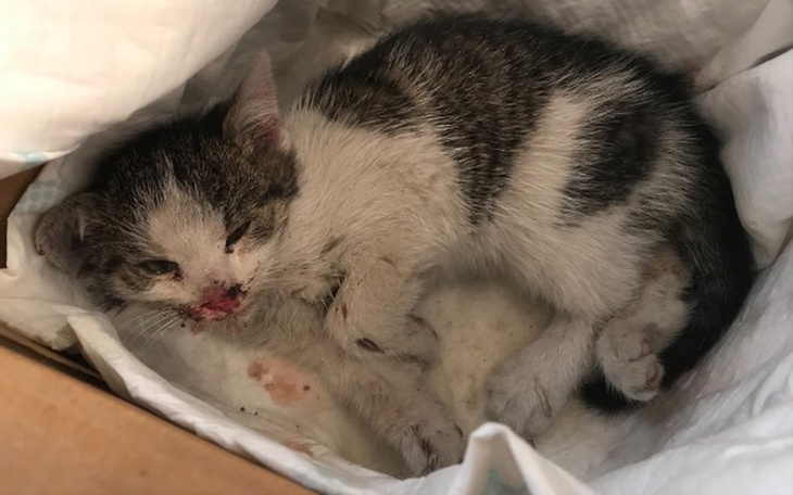 Zbiórka Kotka wyrzucona z pędzącego auta - zdjęcie główne