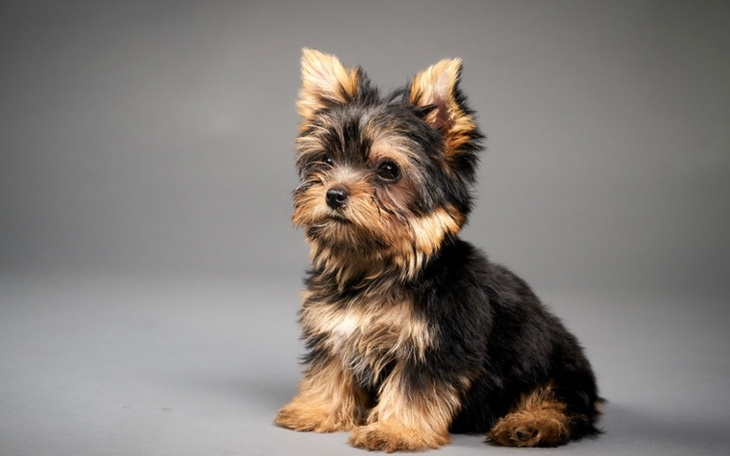 Zbiórka Yorkshire Terrier - zdjęcie główne