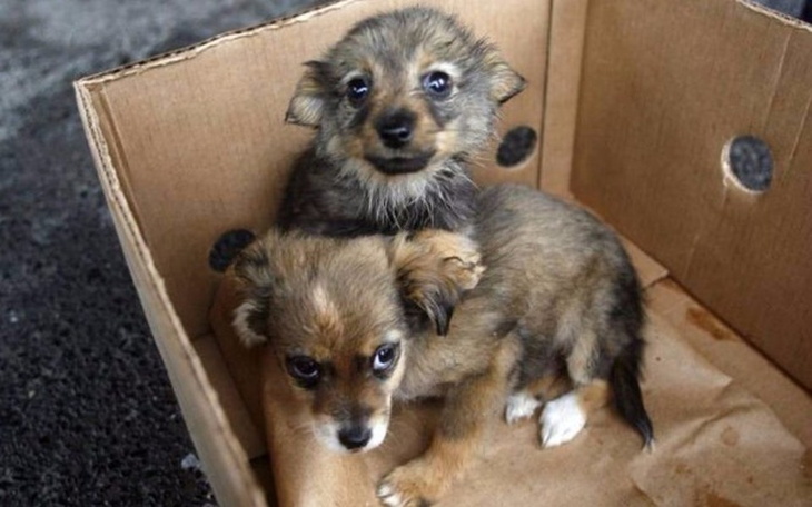 Zbiórka dla schroniska dla zwierząt - zdjęcie główne