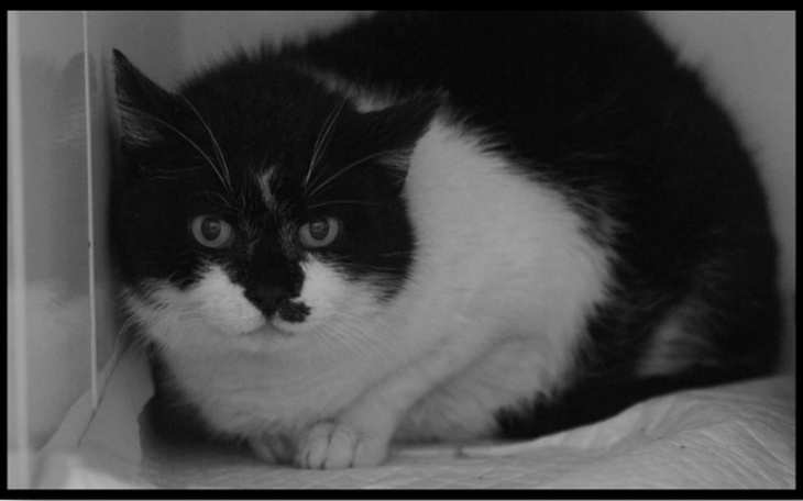 Zbiórka Tycjan - zdjęcie główne