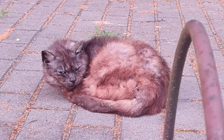 Chory kot leży na ziemi, z brudnym futrem.