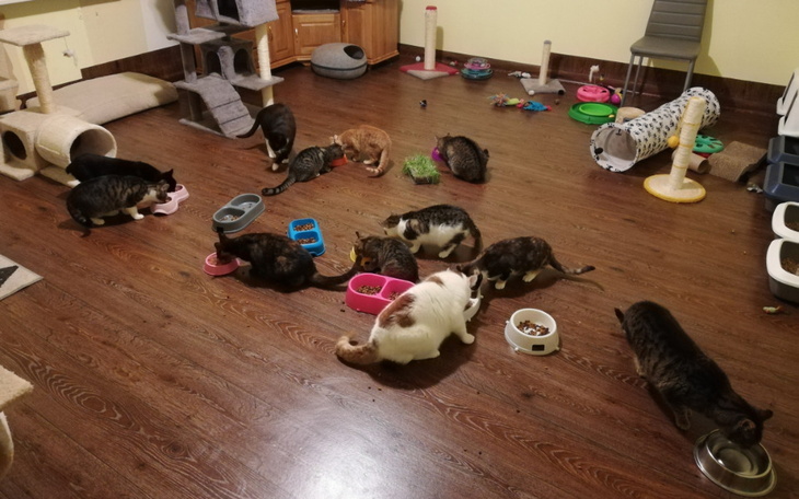 Zbiórka Kiermasz na Kocie Łakocie 2 - zdjęcie główne